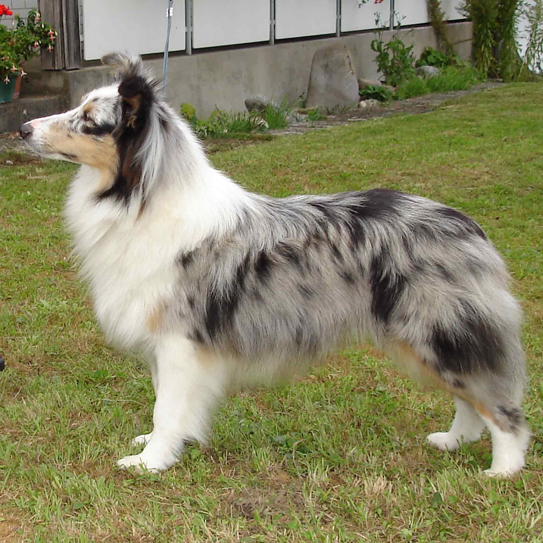 Crissie